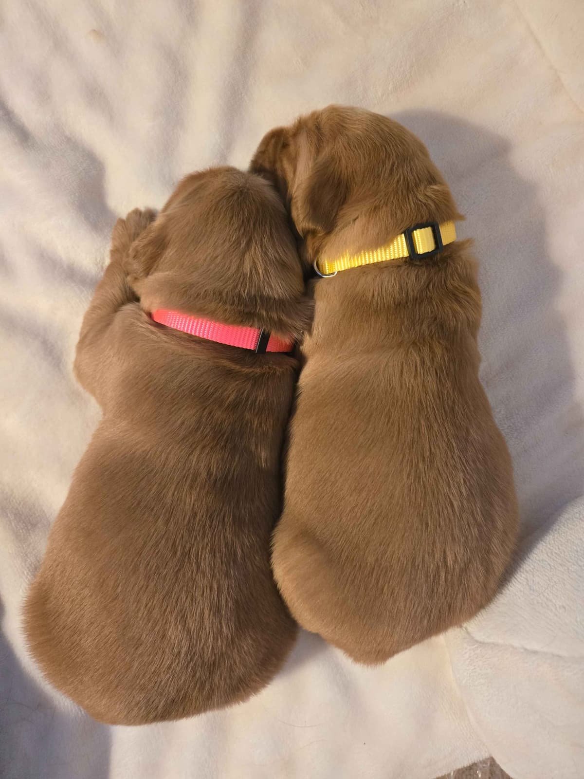 Golden Retriever Puppies breeder image 7