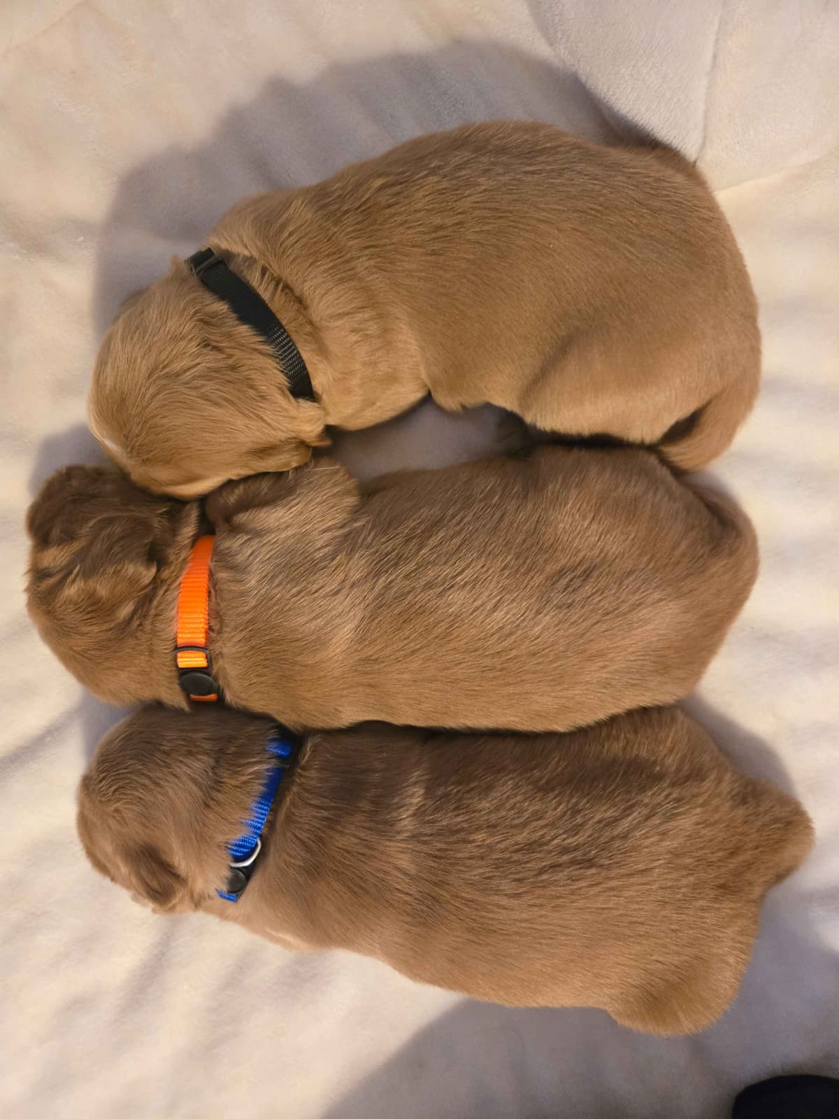 Golden Retriever Puppies breeder image 8