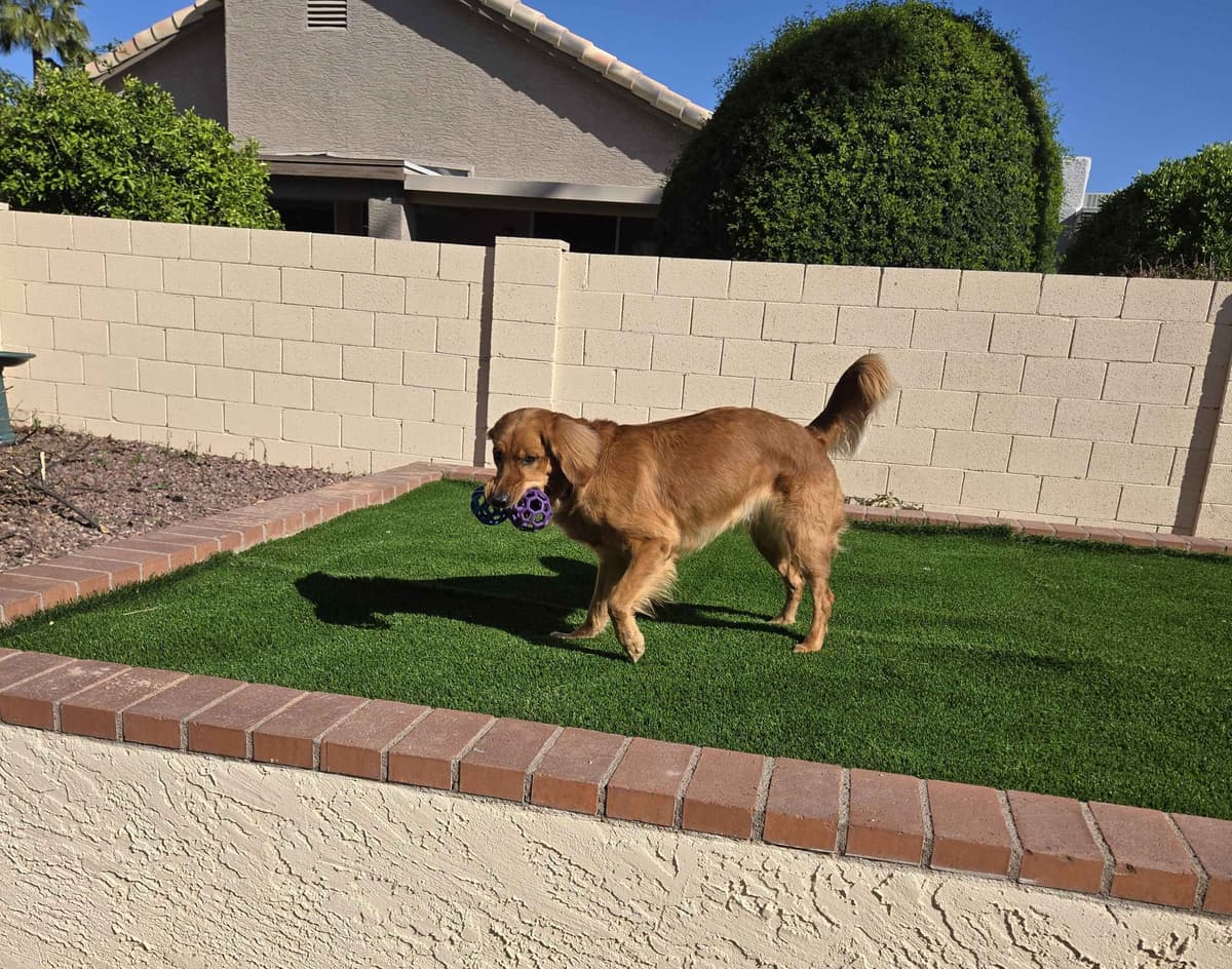 Golden Retriever Puppies breeder image 3