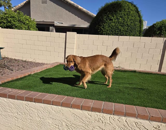 Golden Retriever Puppies media 2