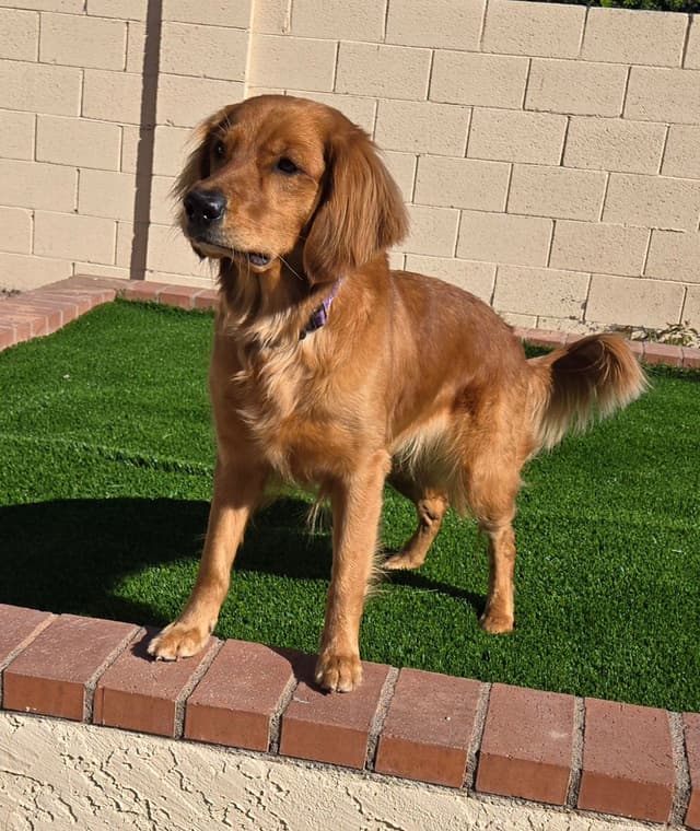 Golden Retriever Puppies media 3