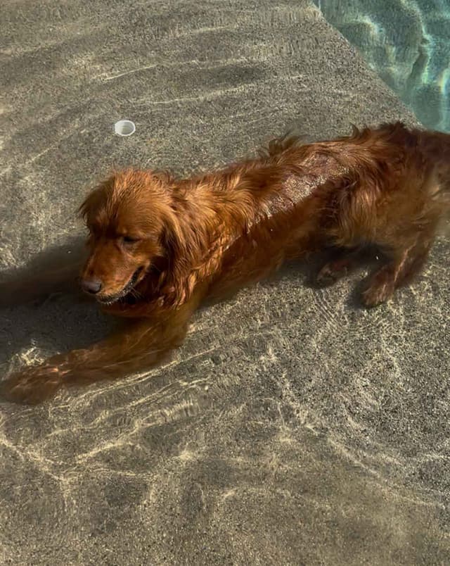 Golden Retriever Puppies media 5