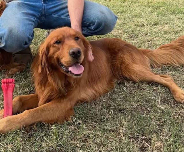 Golden Retriever Puppies media 4