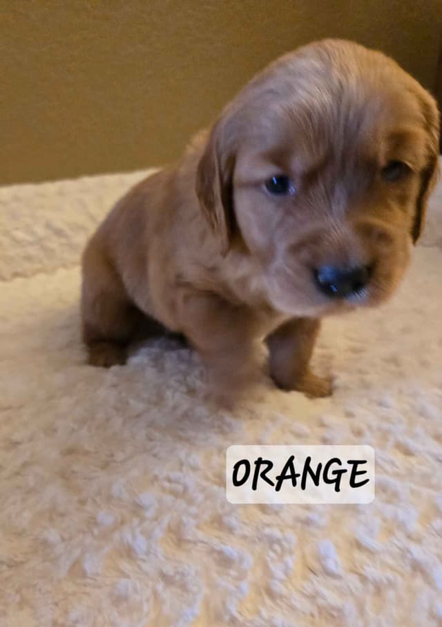 Golden Retriever Puppies media 10
