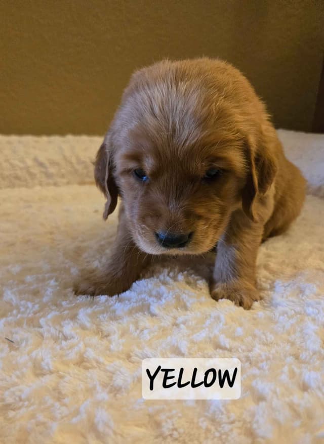 Golden Retriever Puppies media 14