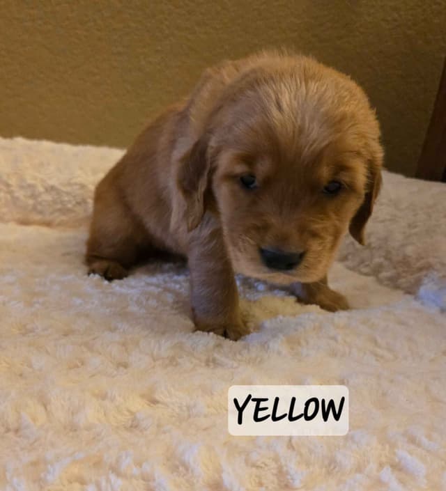Golden Retriever Puppies media 15