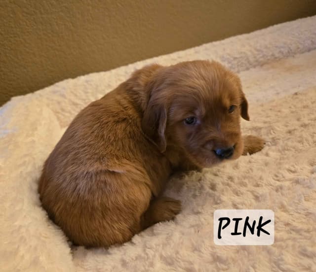 Golden Retriever Puppies media 19