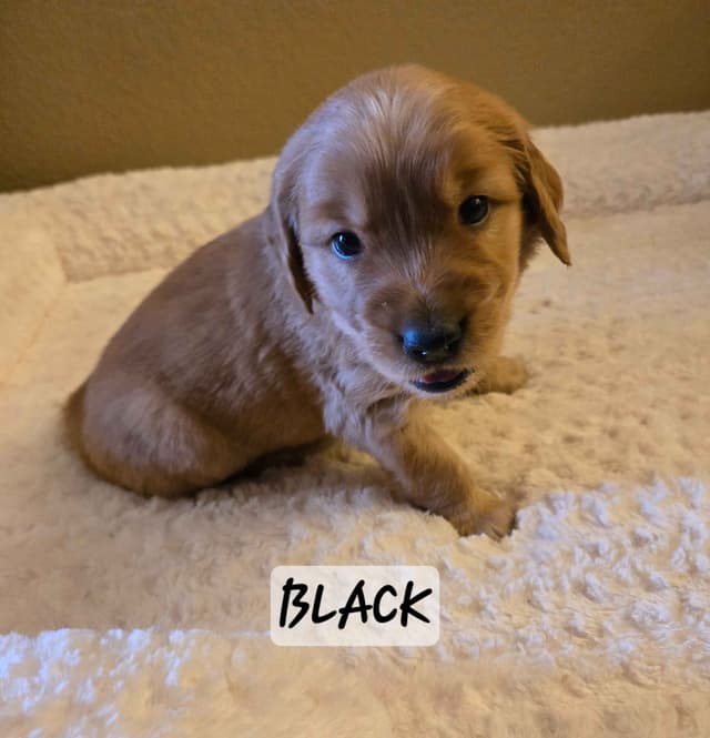Golden Retriever Puppies media 17