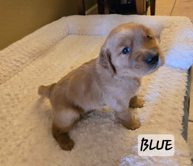 Golden Retriever Puppies media 12