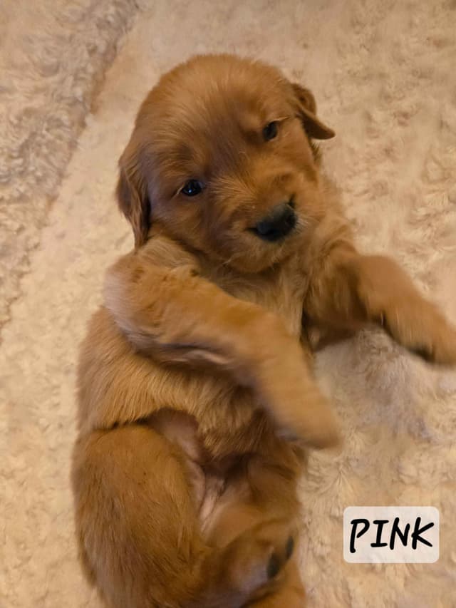 Golden Retriever Puppies media 18
