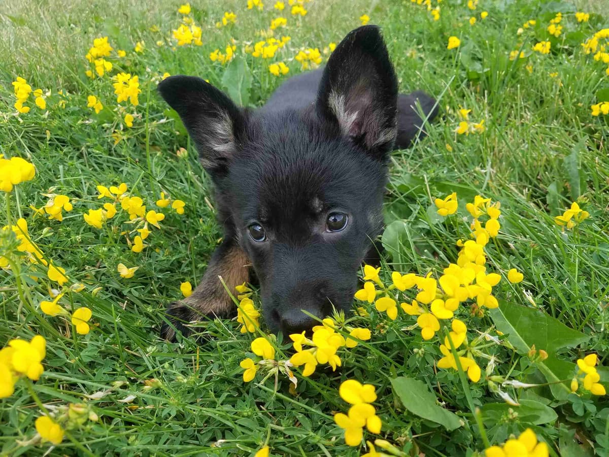German Shepherd Dog Puppies breeder image 1
