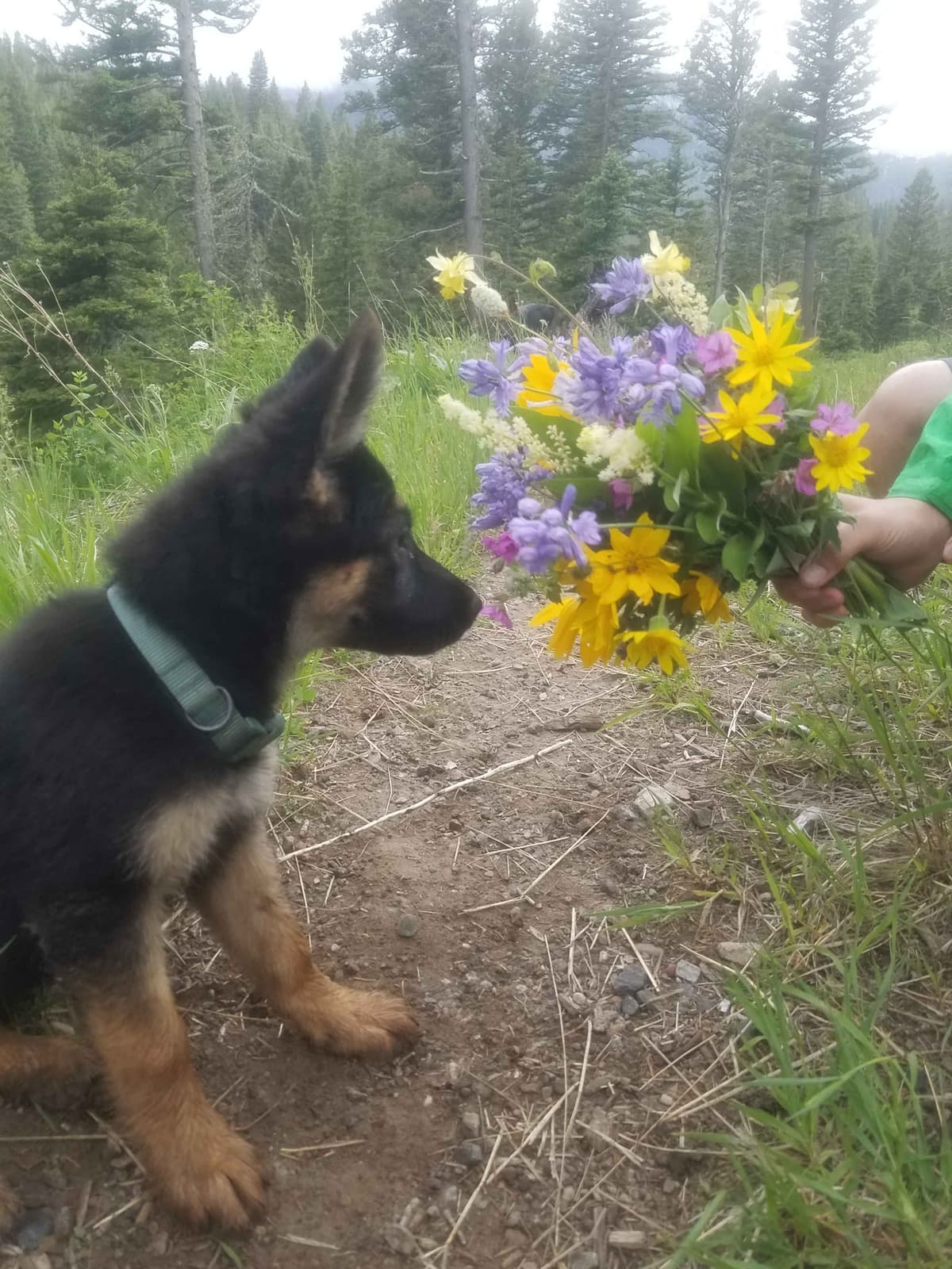 German Shepherd Dog Puppies breeder image 2