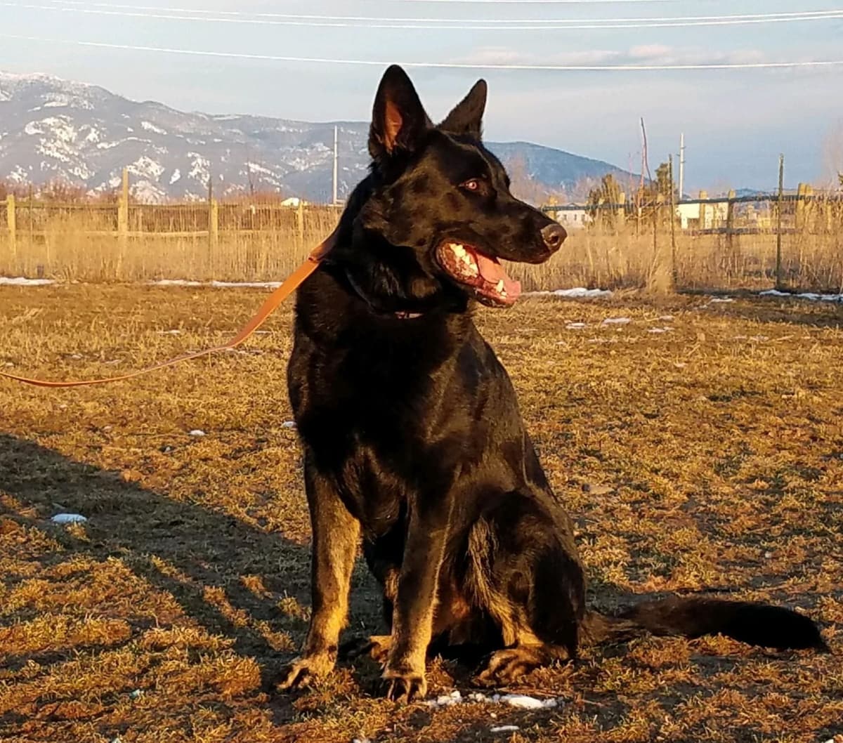 German Shepherd Dog Puppies breeder image 7