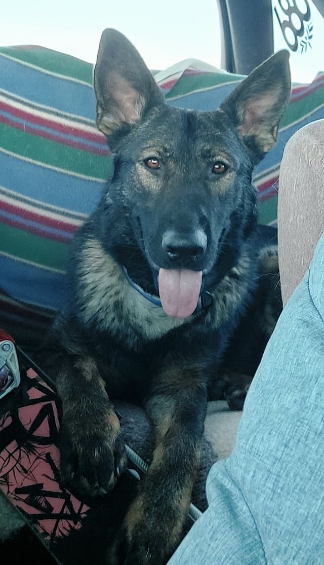 German Shepherd Dog Puppies media 2