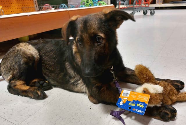 German Shepherd Dog Puppies media 3