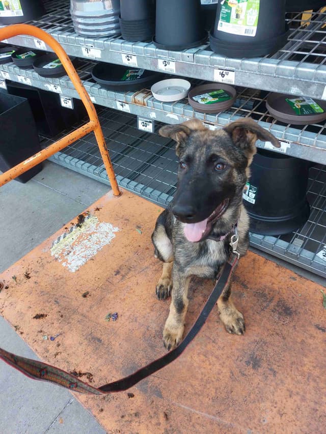 German Shepherd Dog Puppies media 4