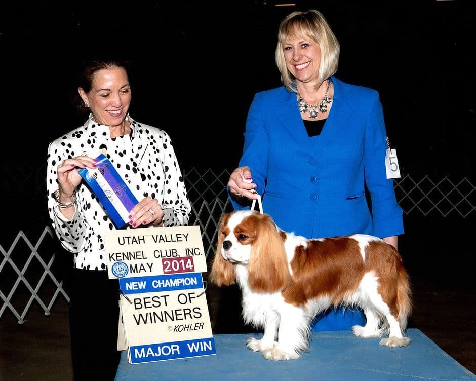 Cavalier King Charles Spaniel Puppies breeder image 1