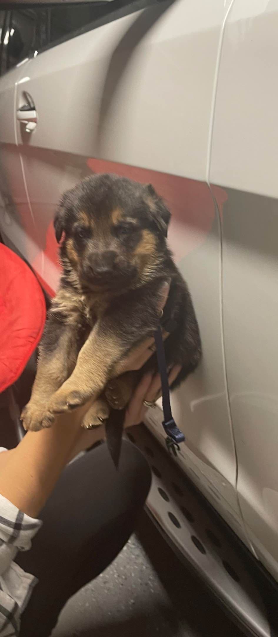 German Shepherd Long Coat puppies 9163468386 breeder image 1