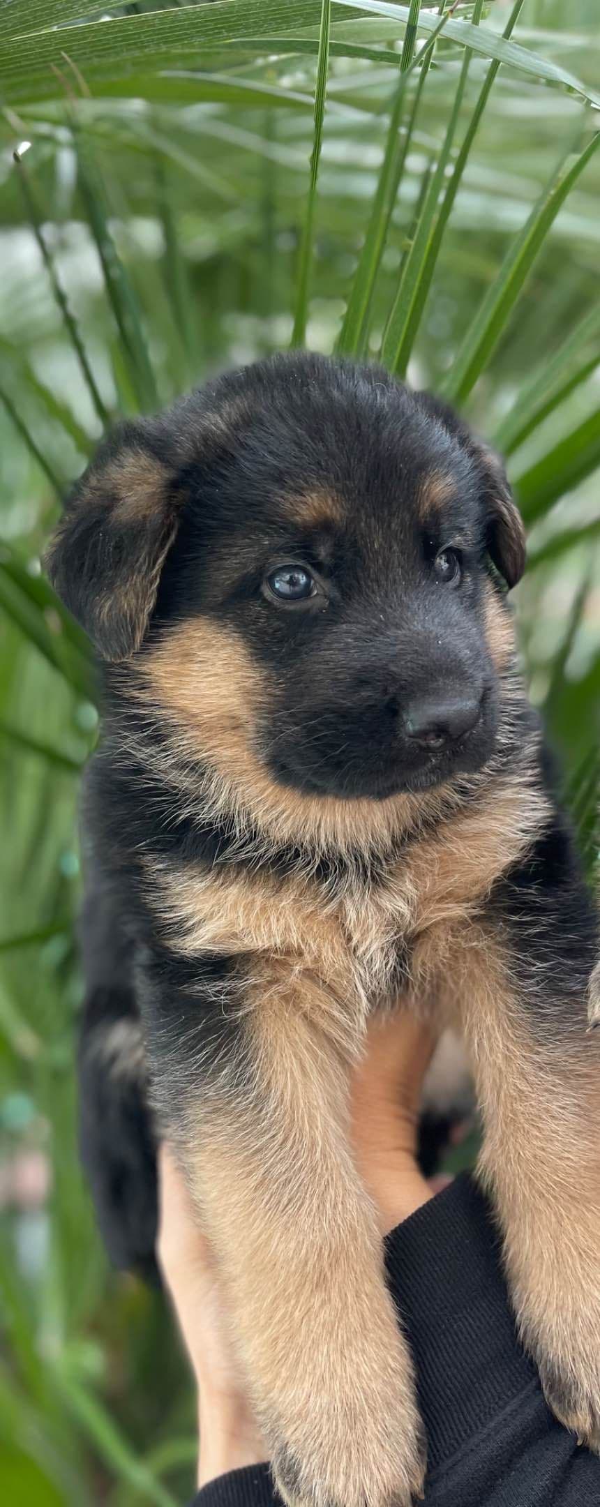 German Shepherd Long Coat puppies 9163468386 breeder image 3