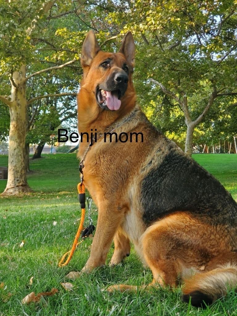 German Shepherd Long Coat puppies 9163468386 breeder image 10