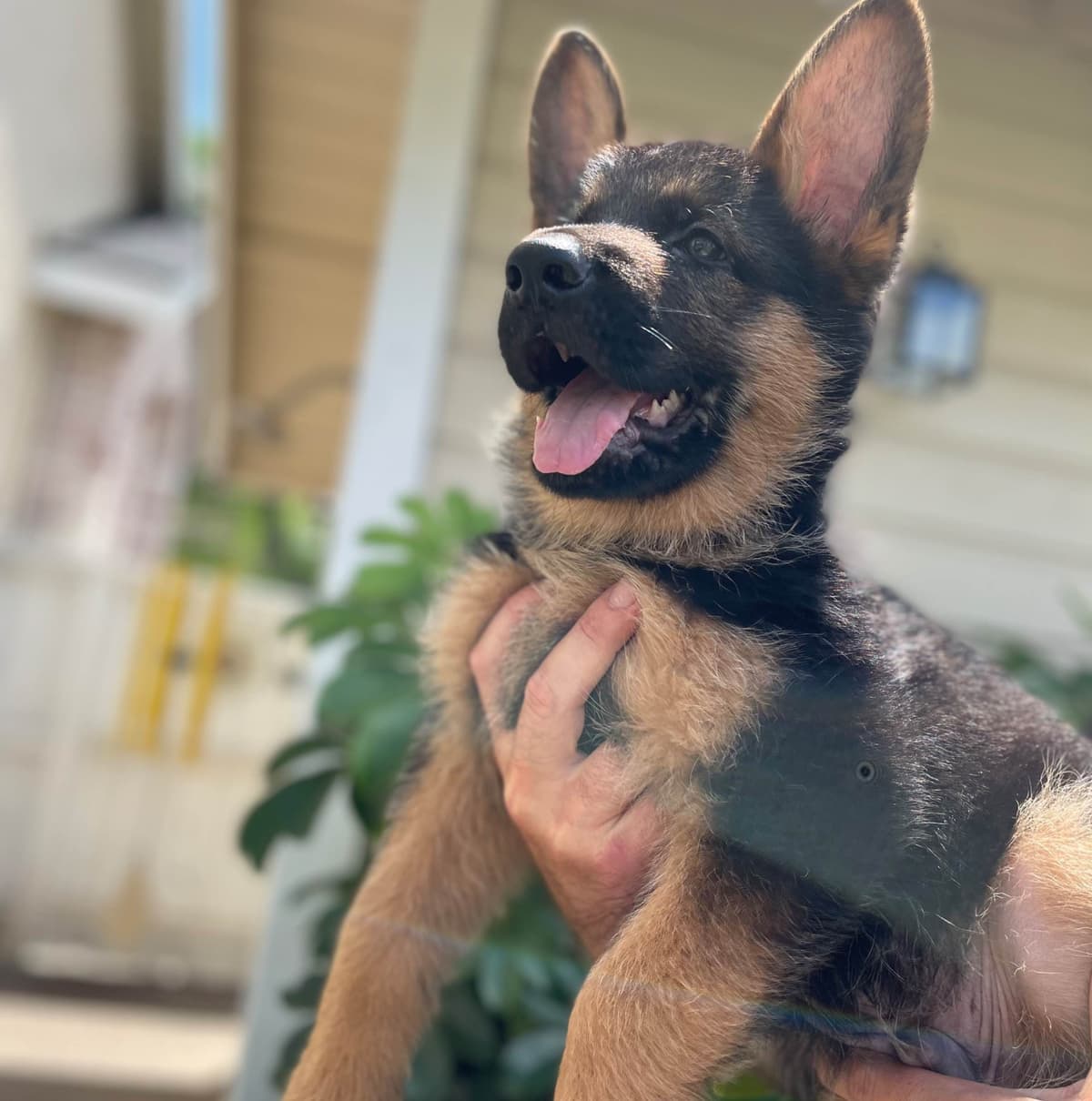 German Shepherd Long Coat puppies 9163468386 breeder image 4