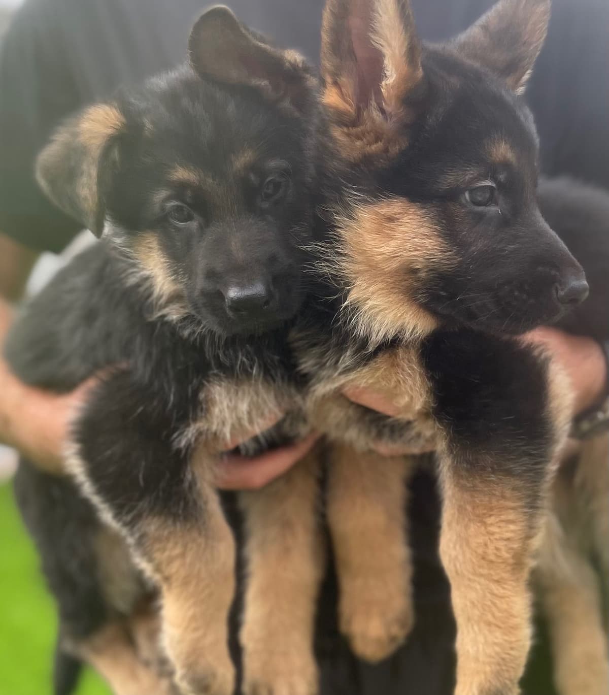 German Shepherd Long Coat puppies 9163468386 breeder image 5