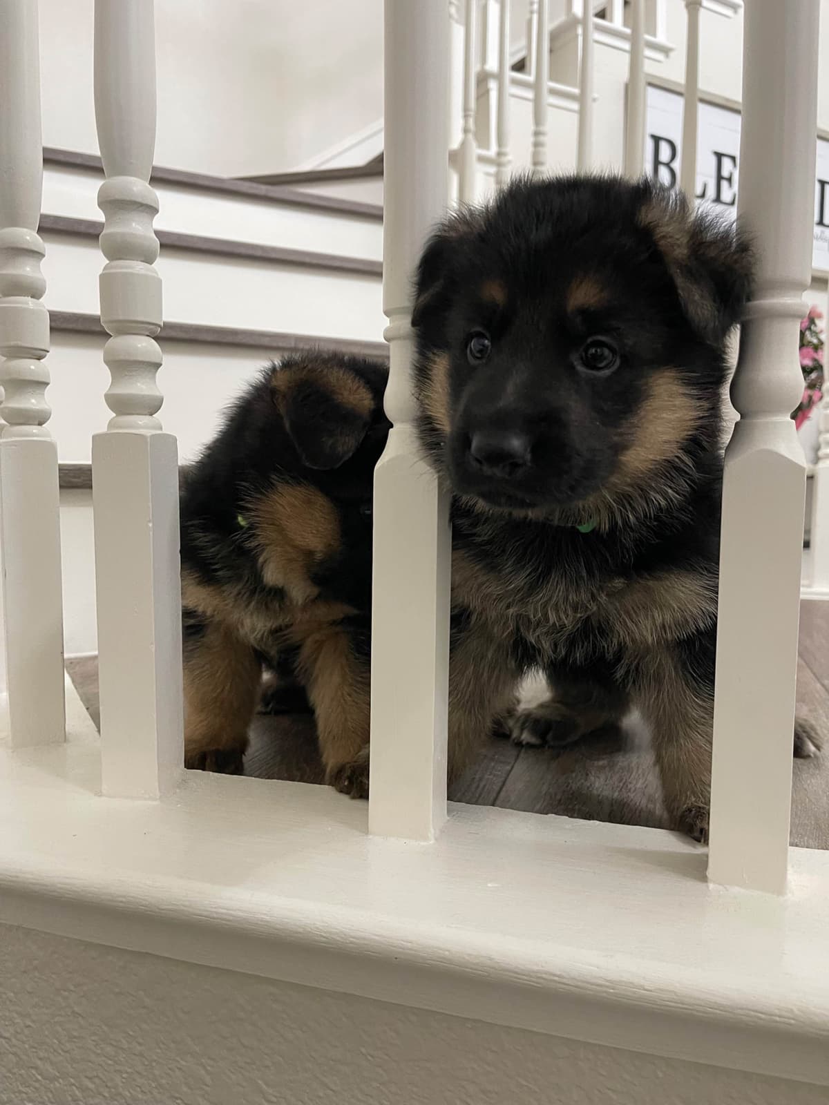 German Shepherd Long Coat puppies 9163468386 breeder image 6
