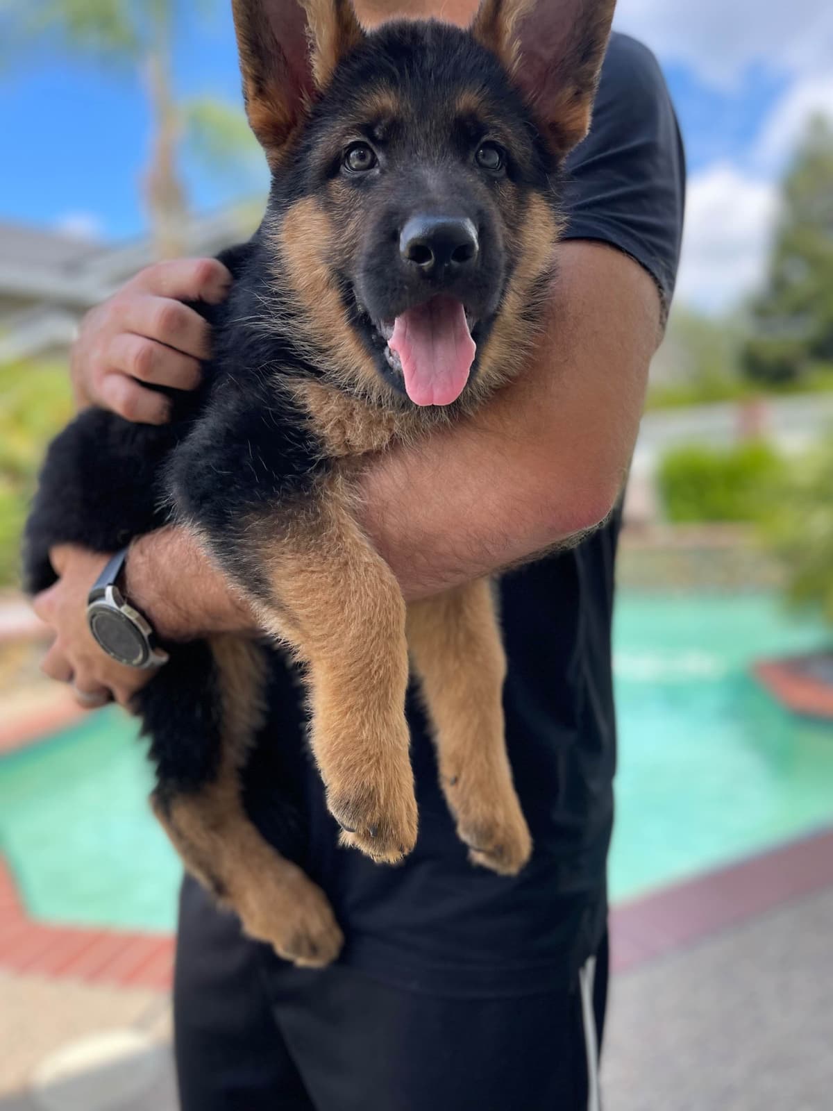 German Shepherd Long Coat puppies 9163468386 breeder image 7