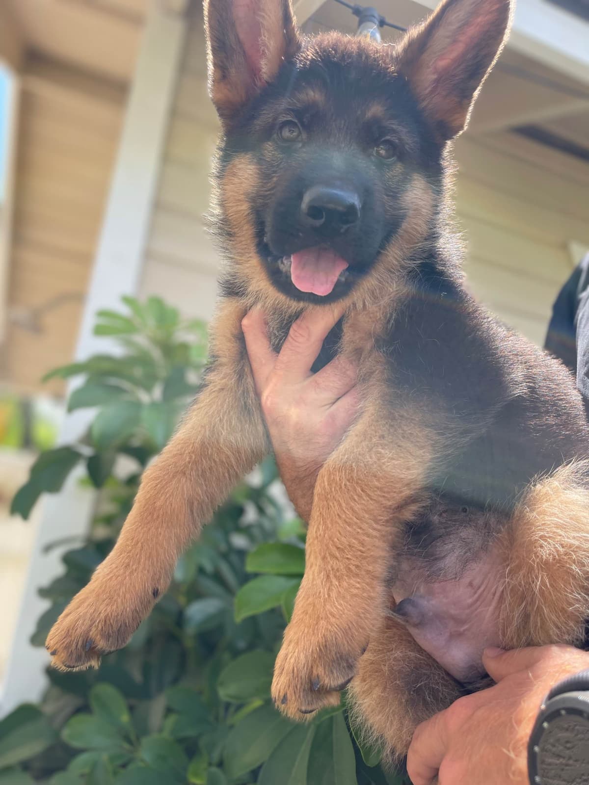 German Shepherd Long Coat puppies 9163468386 breeder image 8