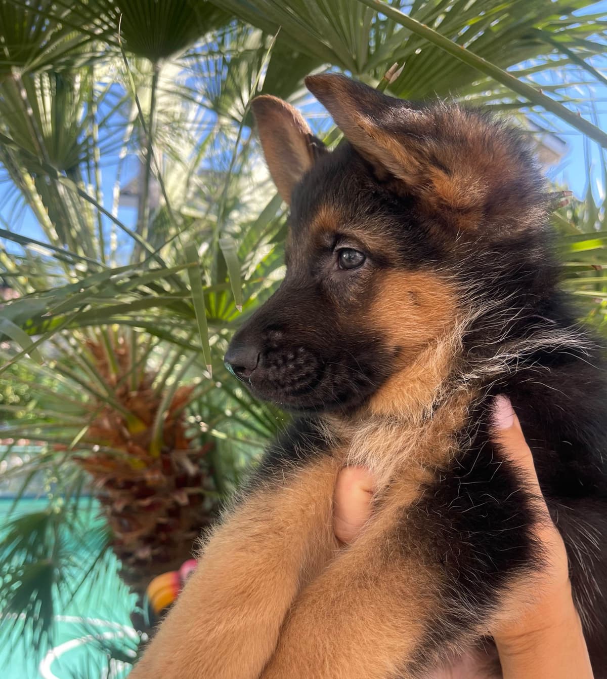 German Shepherd Long Coat puppies 9163468386 breeder image 9
