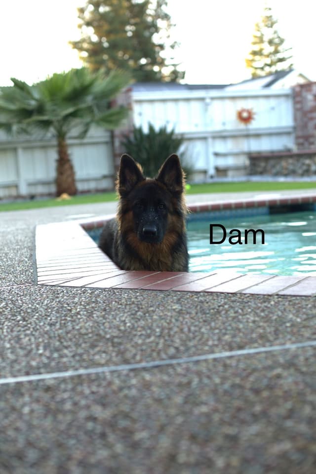 German Shepherd Long Coat puppies 9163468386 media 3