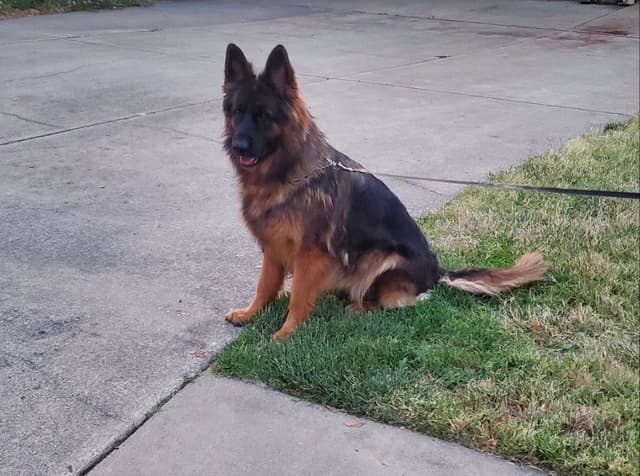 German Shepherd Long Coat puppies 9163468386 media 4