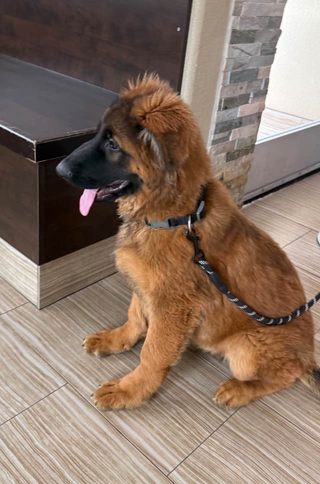 German Shepherd Long Coat puppies 9163468386 media 5