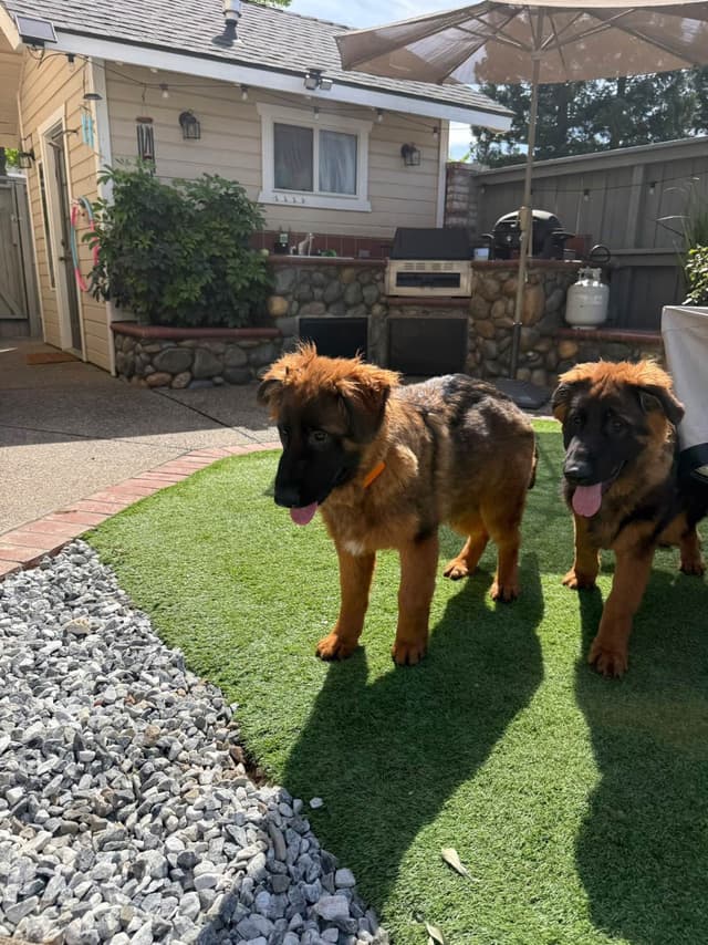 German Shepherd Long Coat puppies 9163468386 media 6