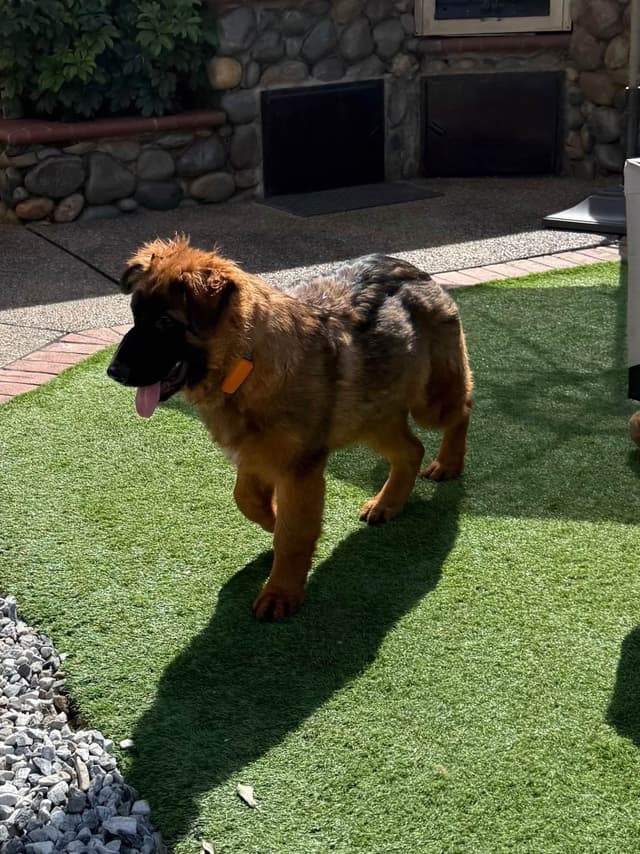 German Shepherd Long Coat puppies 9163468386 media 7