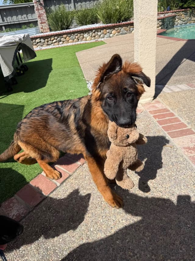 German Shepherd Long Coat puppies 9163468386 media 8