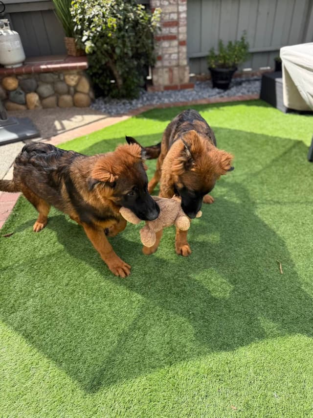 German Shepherd Long Coat puppies 9163468386 media 9