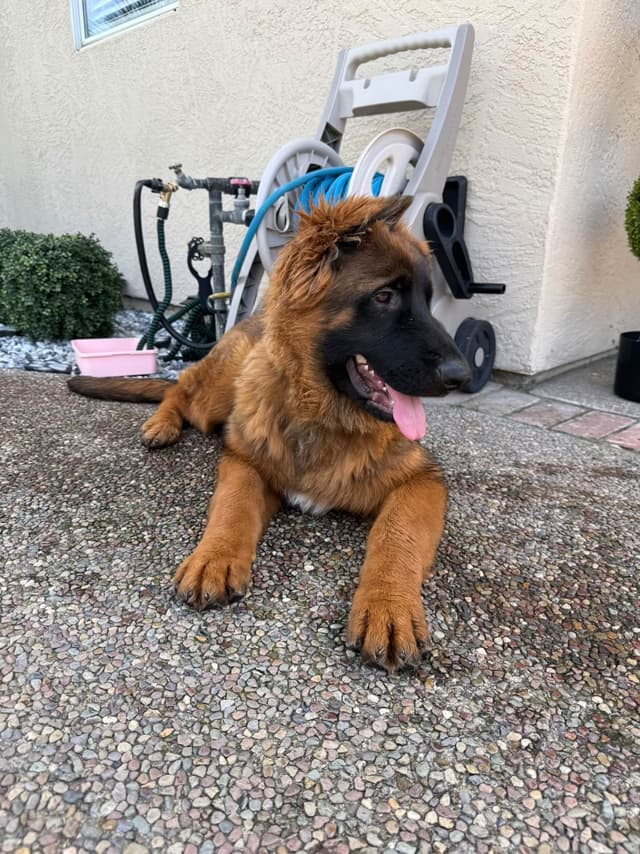 German Shepherd Long Coat puppies 9163468386 media 10