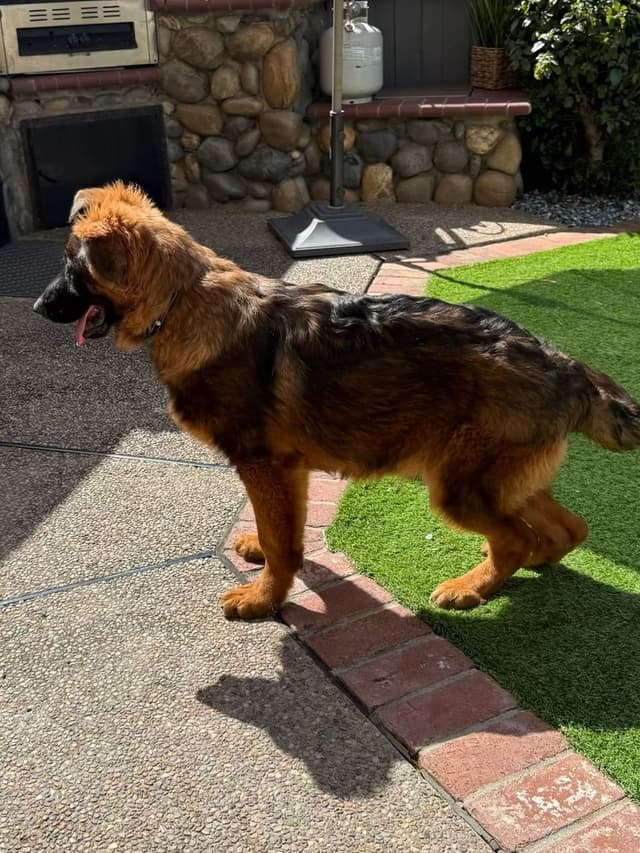 German Shepherd Long Coat puppies 9163468386 media 11