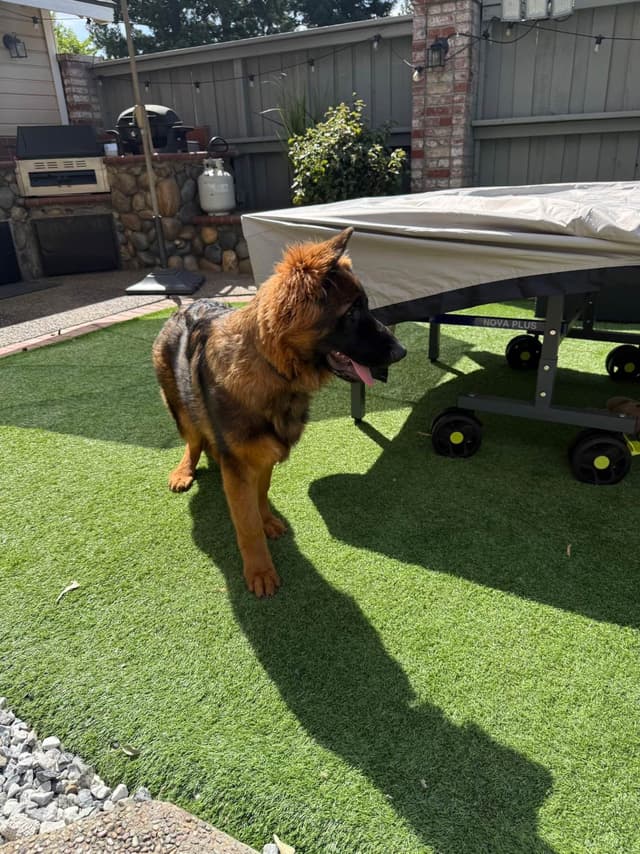 German Shepherd Long Coat puppies 9163468386 media 12