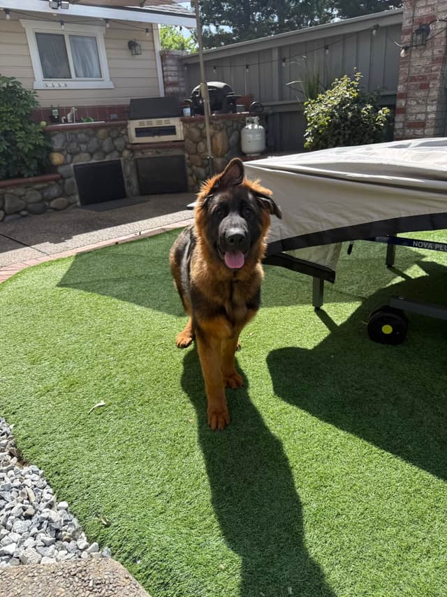 German Shepherd Long Coat puppies 9163468386 media 13