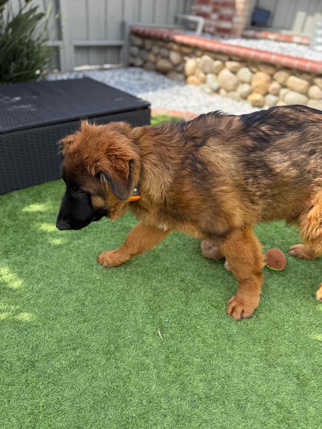 German Shepherd Long Coat puppies 9163468386 media 14