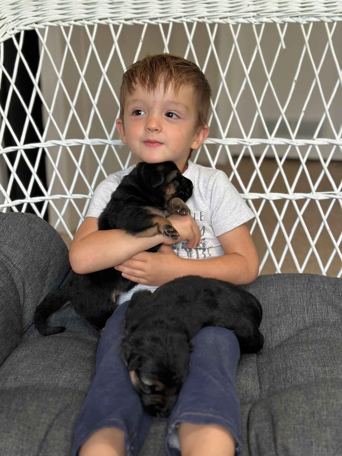 German Shepherd Dog Puppies breeder image 28