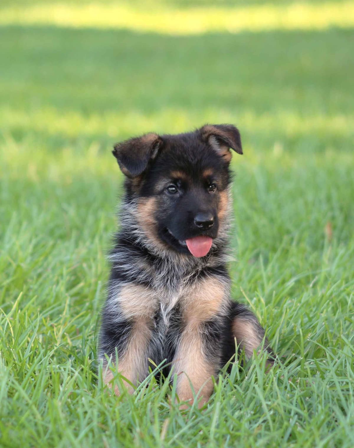 German Shepherd Dog Puppies breeder image 25