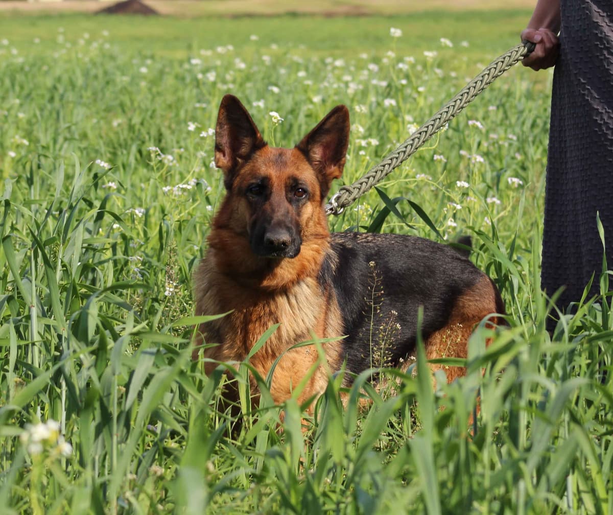 German Shepherd Dog Puppies breeder image 24