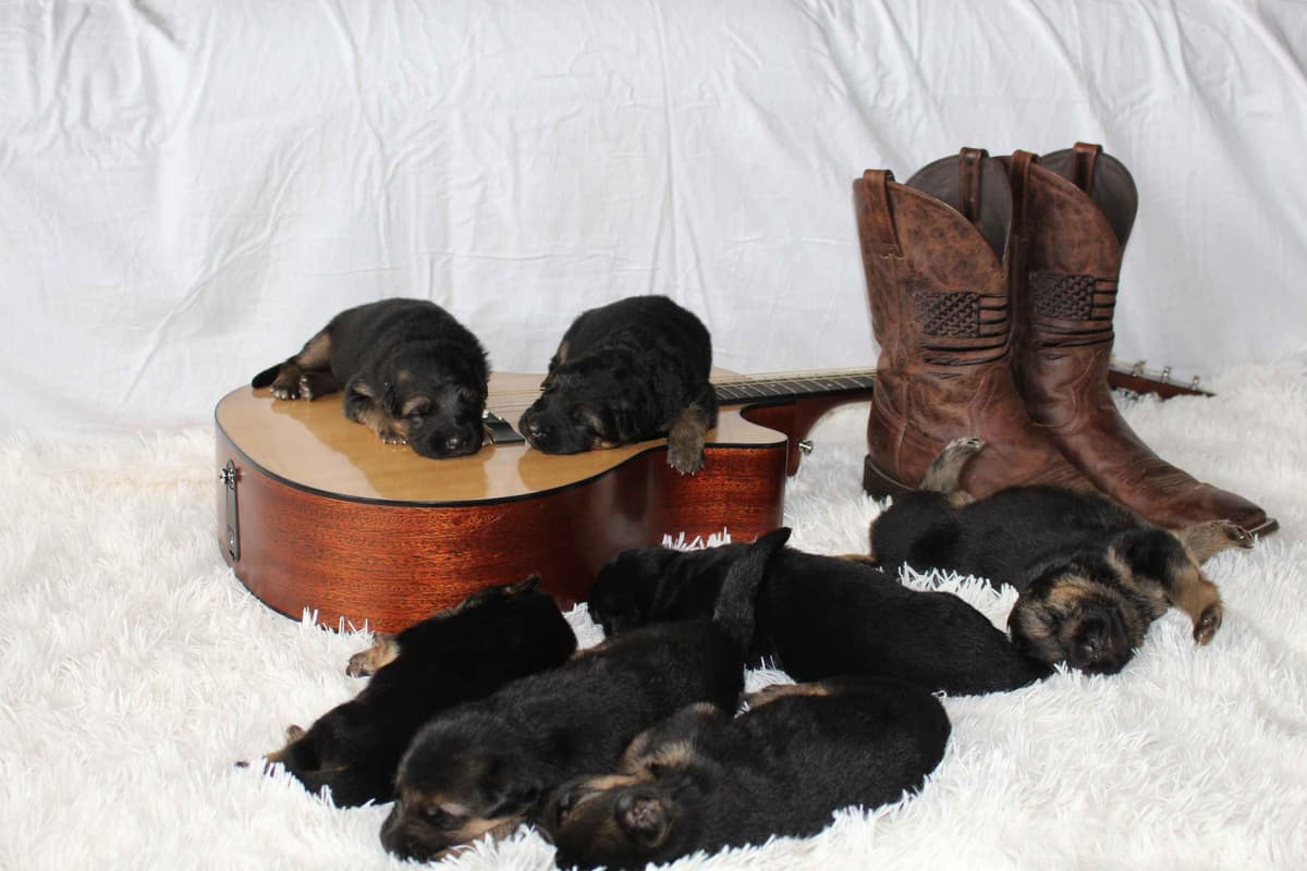 German Shepherd Dog Puppies breeder image 21