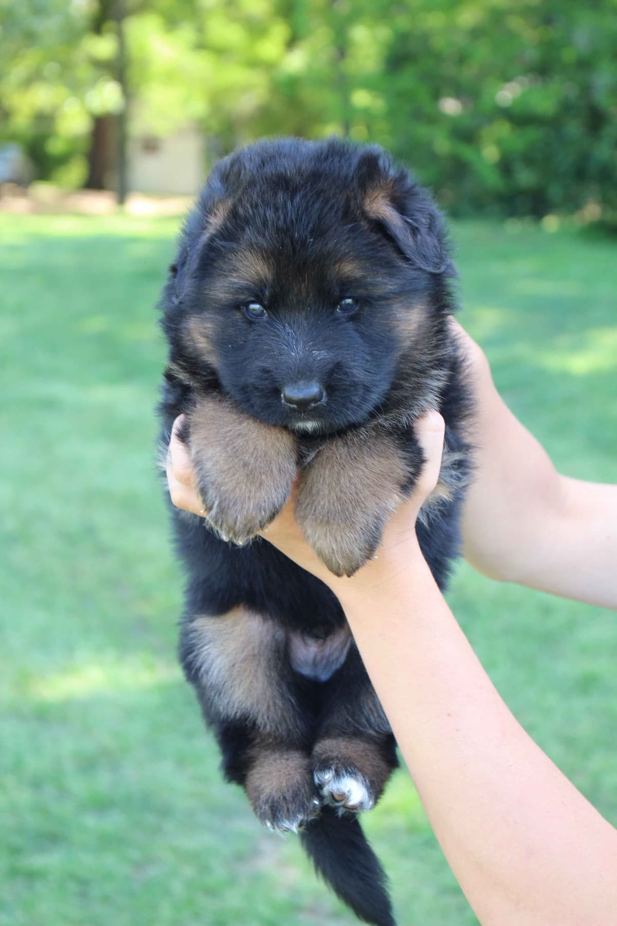 German Shepherd Dog Puppies breeder image 20