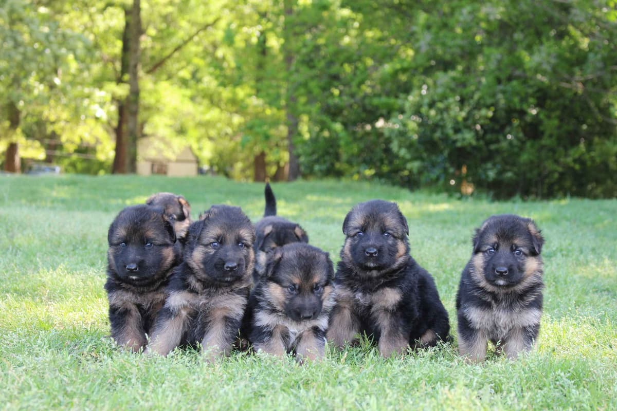 German Shepherd Dog Puppies breeder image 17