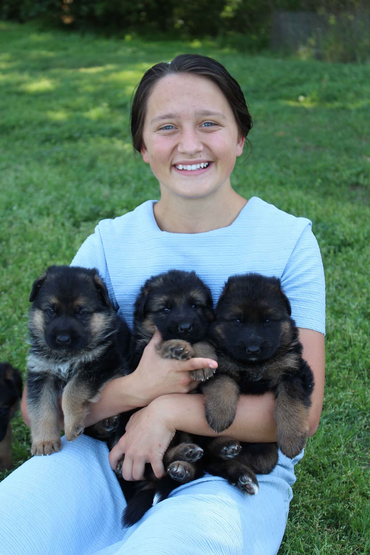German Shepherd Dog Puppies breeder image 18