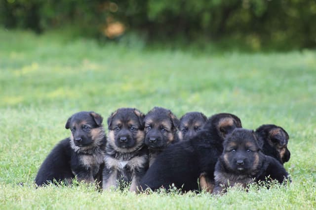 German Shepherd Dog Puppies media 18